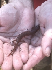 Pseudotriton montanus montanus