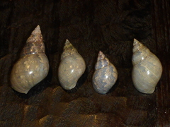 Phasianella australis
