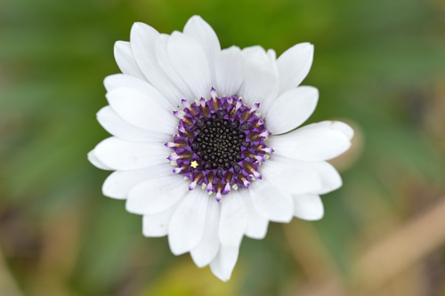 Image of Damnamenia vernicosa by (c) Christopher Stephens, some rights reserved (CC BY-SA)