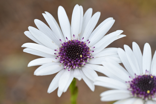 Image of Damnamenia vernicosa by (c) Christopher Stephens, some rights reserved (CC BY-SA)