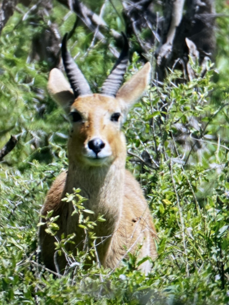 Redunca redunca, Manyoni, TZ, by ppv