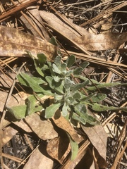 Chrysopsis gossypina