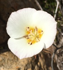 Calochortus dunnii