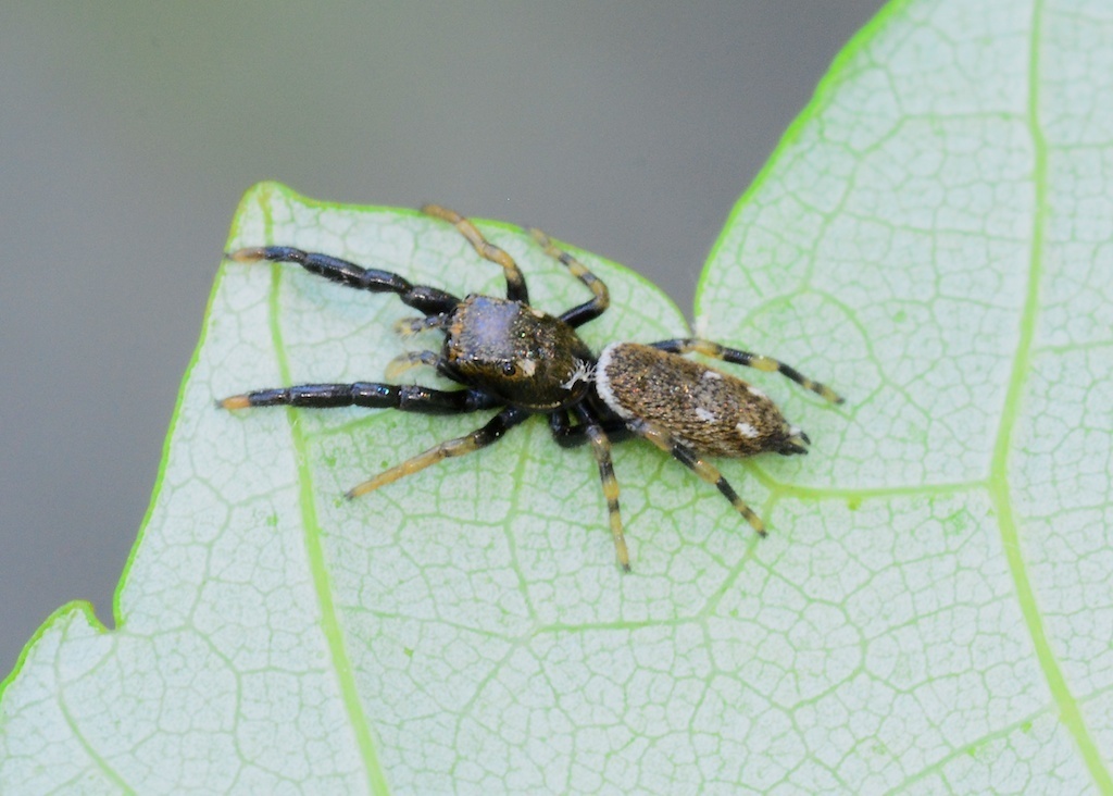 Marpissa bina