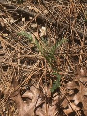 Astragalus michauxii