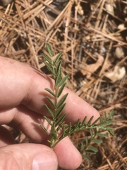 Astragalus michauxii