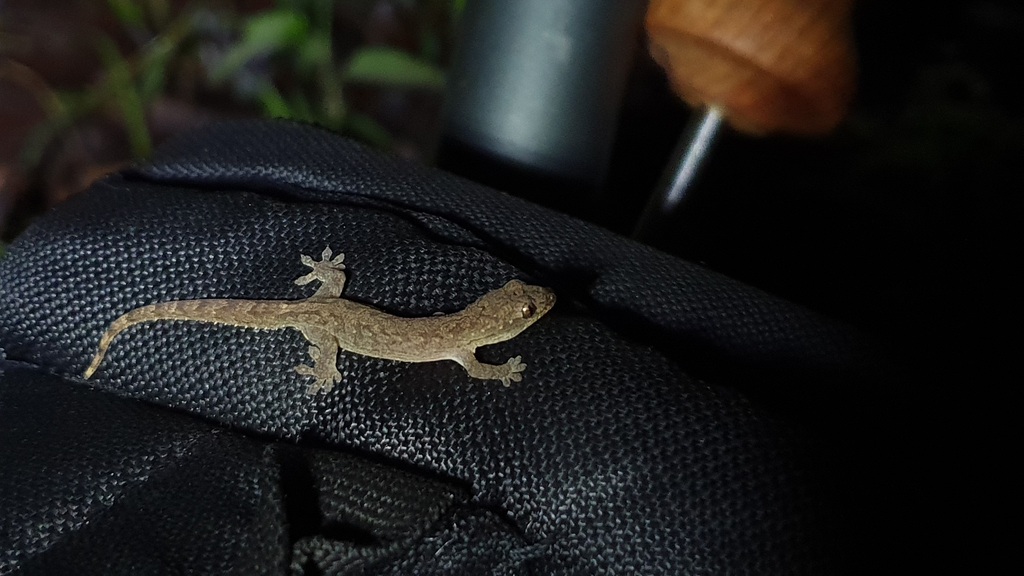 Batan Scaly-Toed Gecko