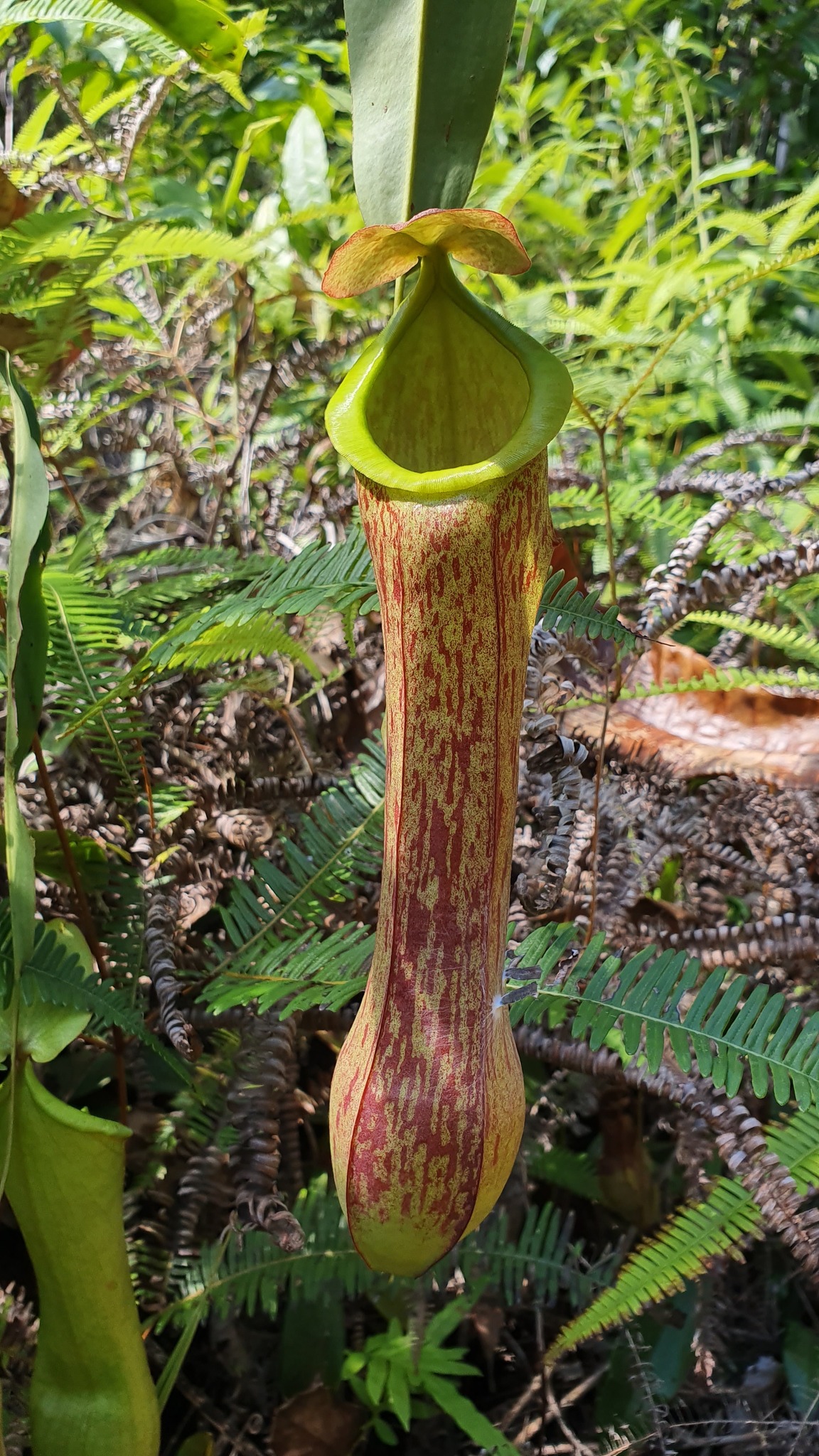 Imagem de Jarro ou planta-jarro