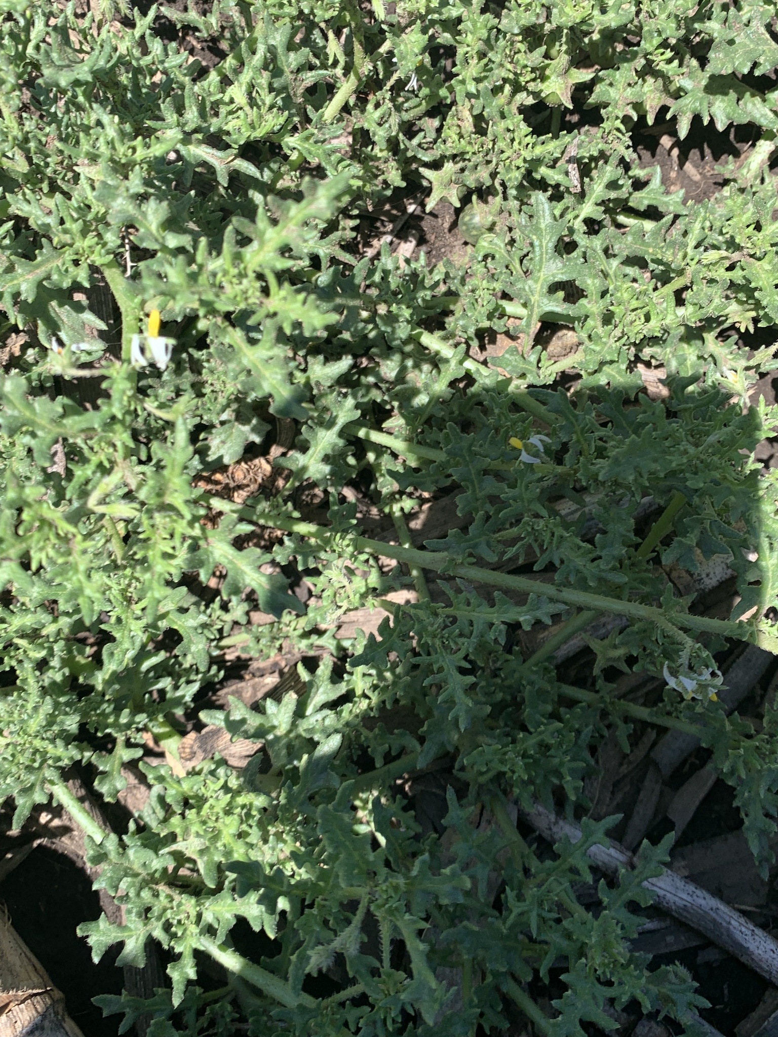 Imagem de Tomatinho-do-mato