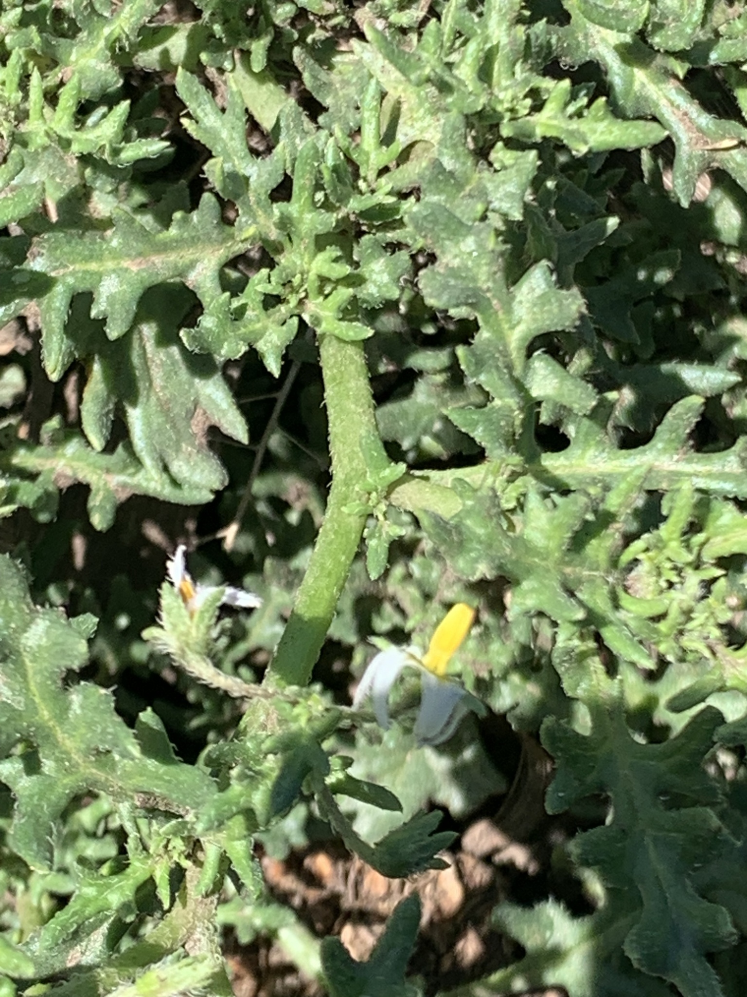 Imagem de Tomatinho-do-mato