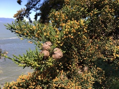 Hesperocyparis macrocarpa