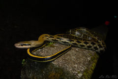 Beauty Snake photo 3