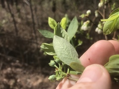 Vaccinium formosum