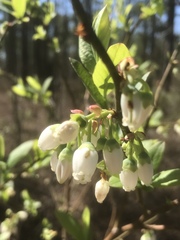 Vaccinium formosum