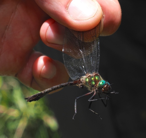 Neocordulia mambucabensis
