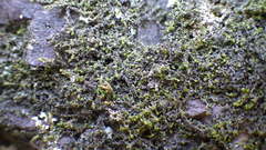 Frullania riparia