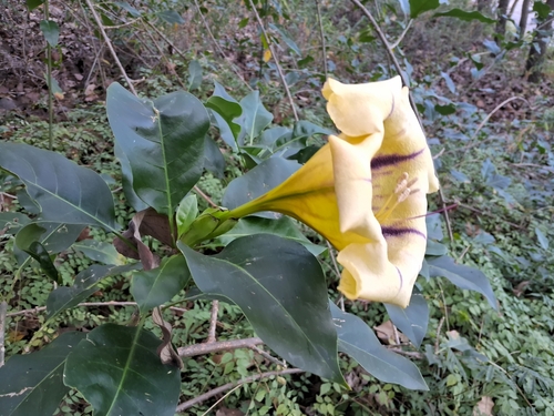 Foto de Copo-de-leite