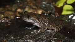 Busuanga Jungle Toad photo 1