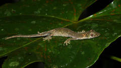 Philippine False Gecko photo 3