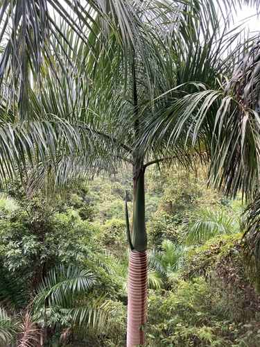 Foto de Palmeira-real