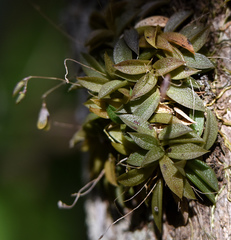 Pleurothallis caymanensis