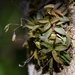 Pleurothallis caymanensis - Photo (c) Steven Mlodinow, some rights reserved (CC BY-NC), uploaded by Steven Mlodinow