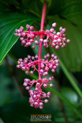 Medinilla