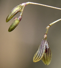 Pleurothallis caymanensis