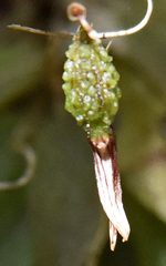 Pleurothallis caymanensis