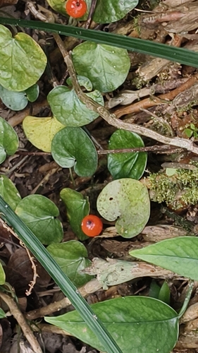 Foto de Poquinha