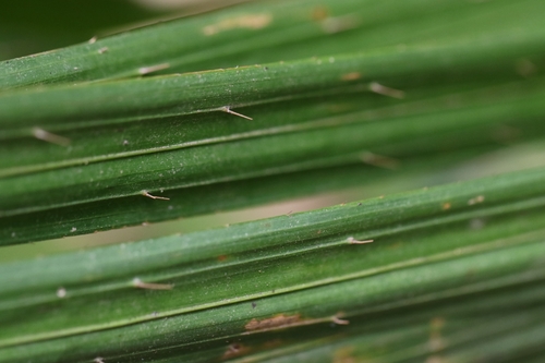 Image of Calamus melanochaetes by no rights reserved