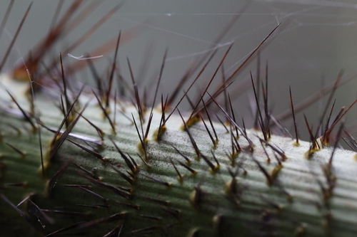 Image of Calamus melanochaetes by no rights reserved