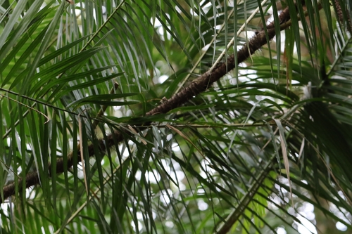 Image of Calamus melanochaetes by no rights reserved