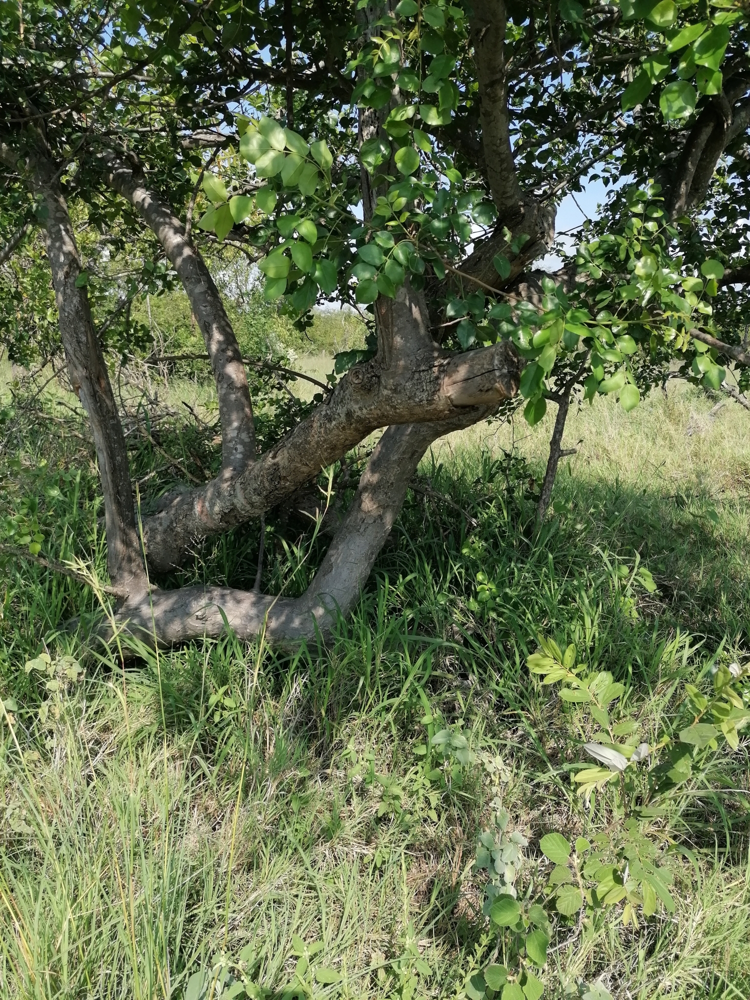 Imagem de Cajá africano