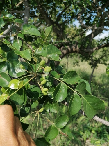 Foto de Cajá africano
