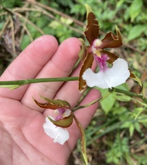 Oncidium cariniferum, photograph (c) River Ahlquist, some rights reserved (CC BY)