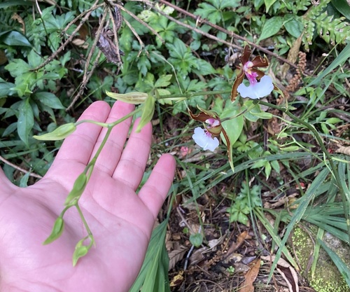 Oncidium cariniferum, photograph 2