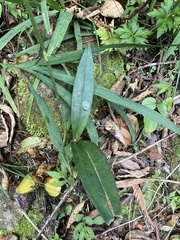 Oncidium cariniferum, photograph (c) River Ahlquist, some rights reserved (CC BY)