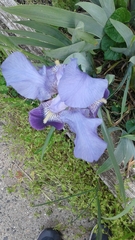 Iridaceae