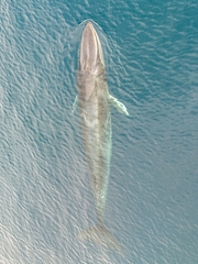 Omura's Whale photo 5