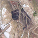 Benin Tree Hyrax - Photo (c) Jan Ebr, some rights reserved (CC BY), uploaded by Jan Ebr