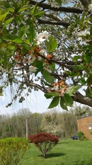 Rosaceae