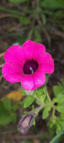 Foto de Petúnia
