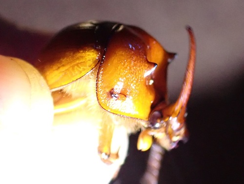 Genus Blackburnium · iNaturalist