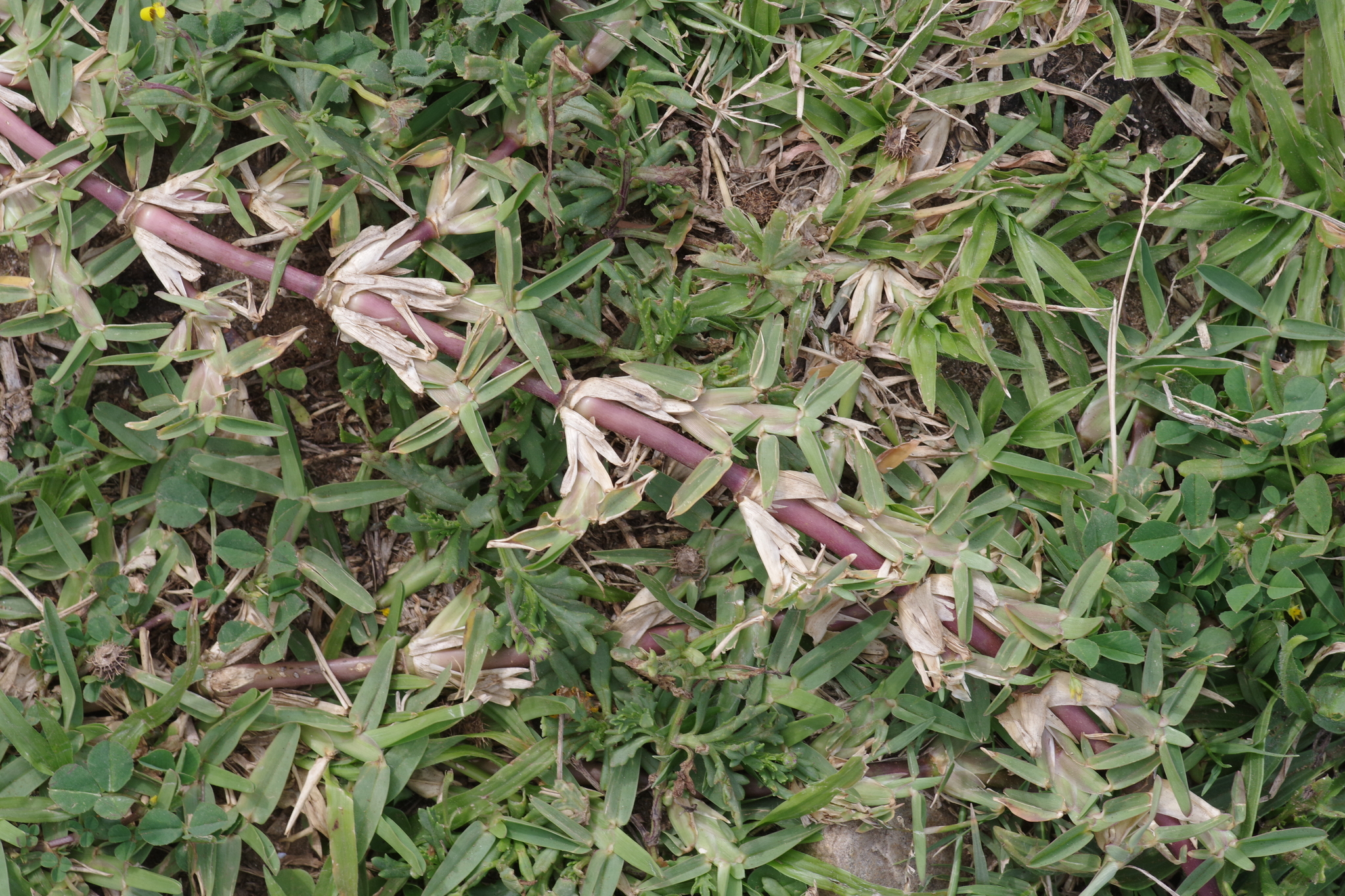 Imagem de Grama-esmeralda