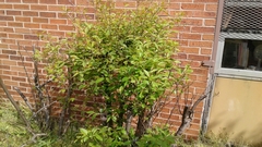 Prunus serotina