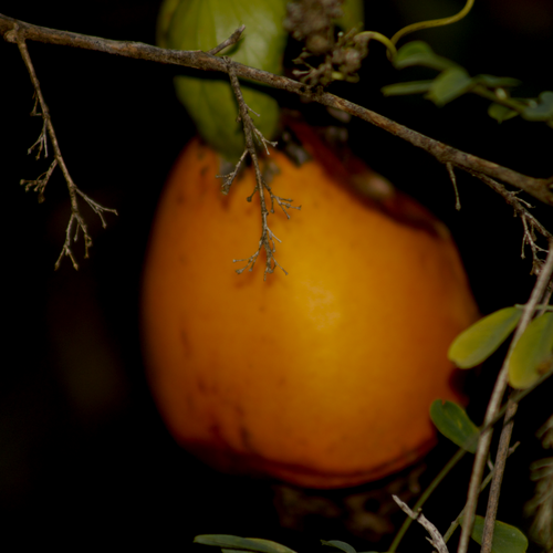 Foto de Maracujá-Doce