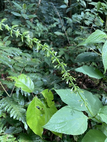 Panamanian Sage (Salvia alvajaca)