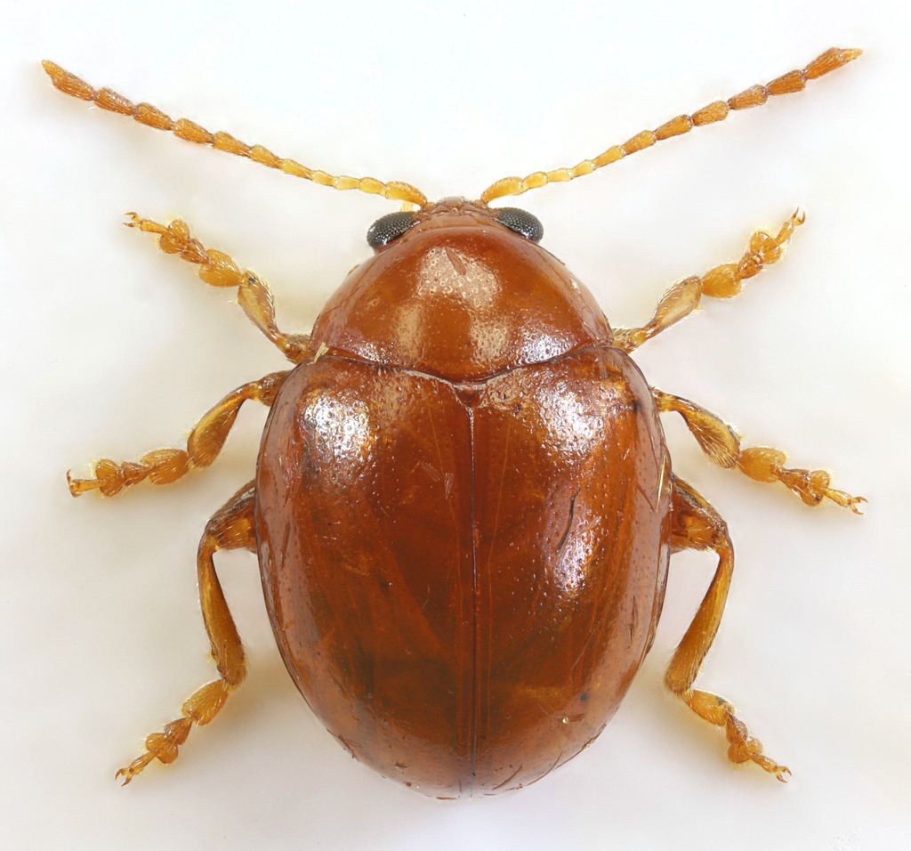 Sphaeroderma