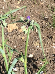 Tradescantia gigantea